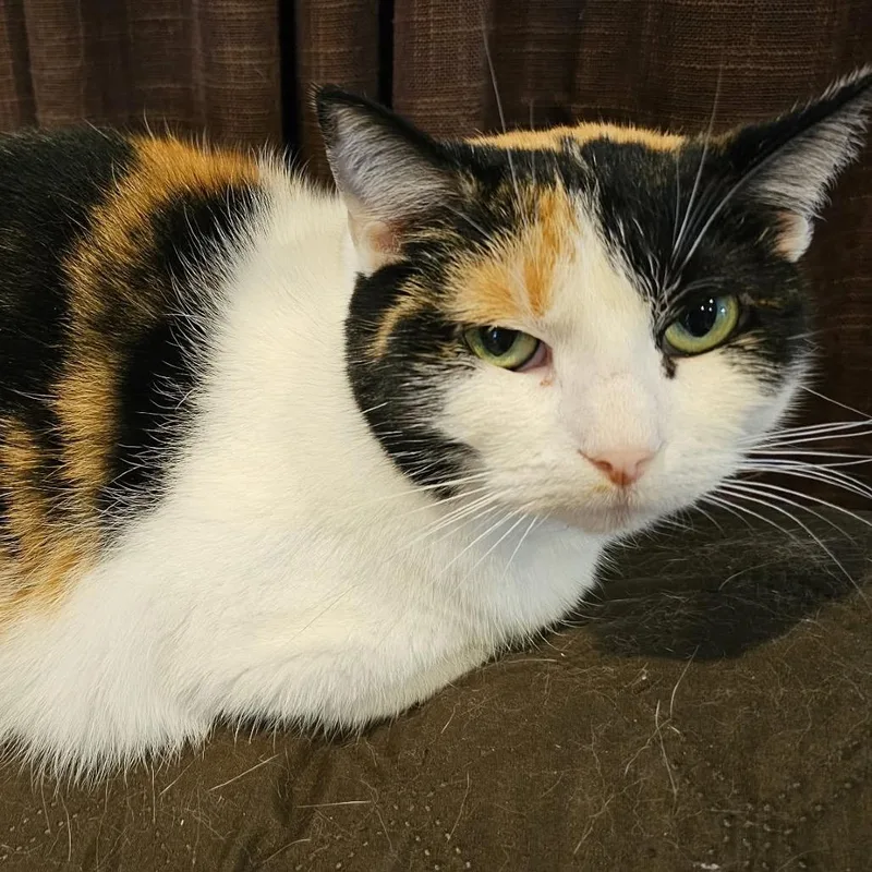 A senior small-sized female Calico Domestic Short Hair cat named Jasmine for adoption in Rochester, MN