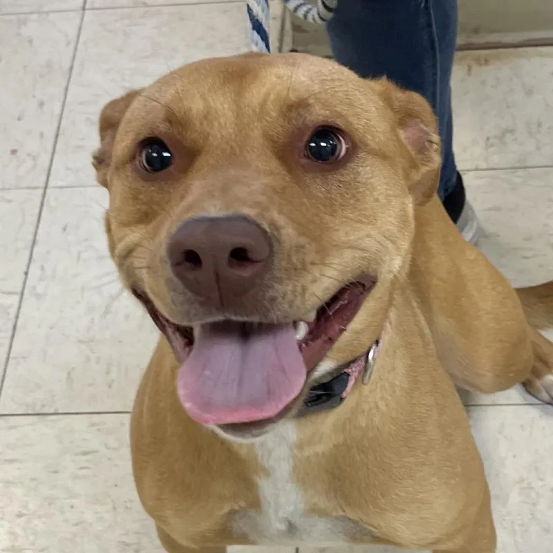 A young medium-sized female Red / Chestnut / Orange Mixed Breed dog named Brinn for adoption in Jacksonville, AR