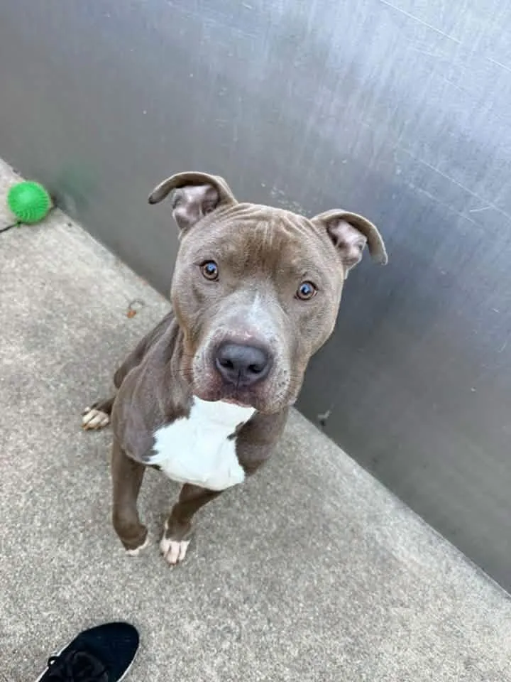 An adult medium-sized male Gray / Blue / Silver Pit Bull Terrier dog named Thymos for adoption in Chicago, IL