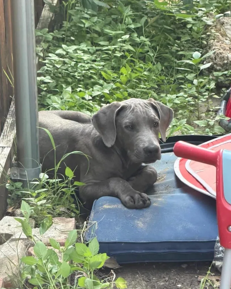 A baby large-sized male Weimaraner dog named Miles for adoption in Fayetteville, AR