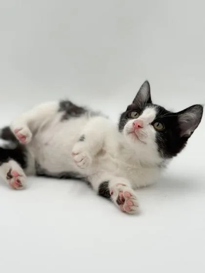 A baby small-sized male Domestic Medium Hair cat named Cedar for adoption in Bridgewater, NJ