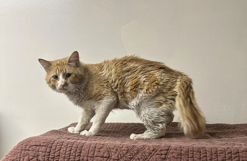 A young medium-sized male Orange & White Tabby cat named Ralph for adoption in Medford, MA