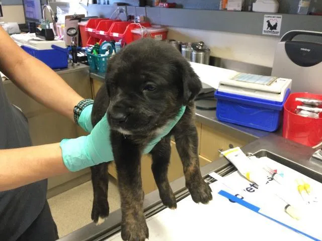 A baby small-sized female German Shepherd Dog dog named Baked for adoption in Riverside, CA