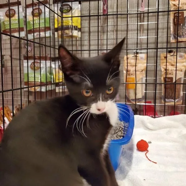 A baby medium-sized male Black & White / Tuxedo Tuxedo cat named Stormy for adoption in Berkeley Heights, NJ