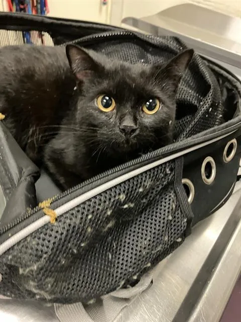 A young medium-sized female Domestic Short Hair cat named Scrunchy for adoption in Long Beach, CA
