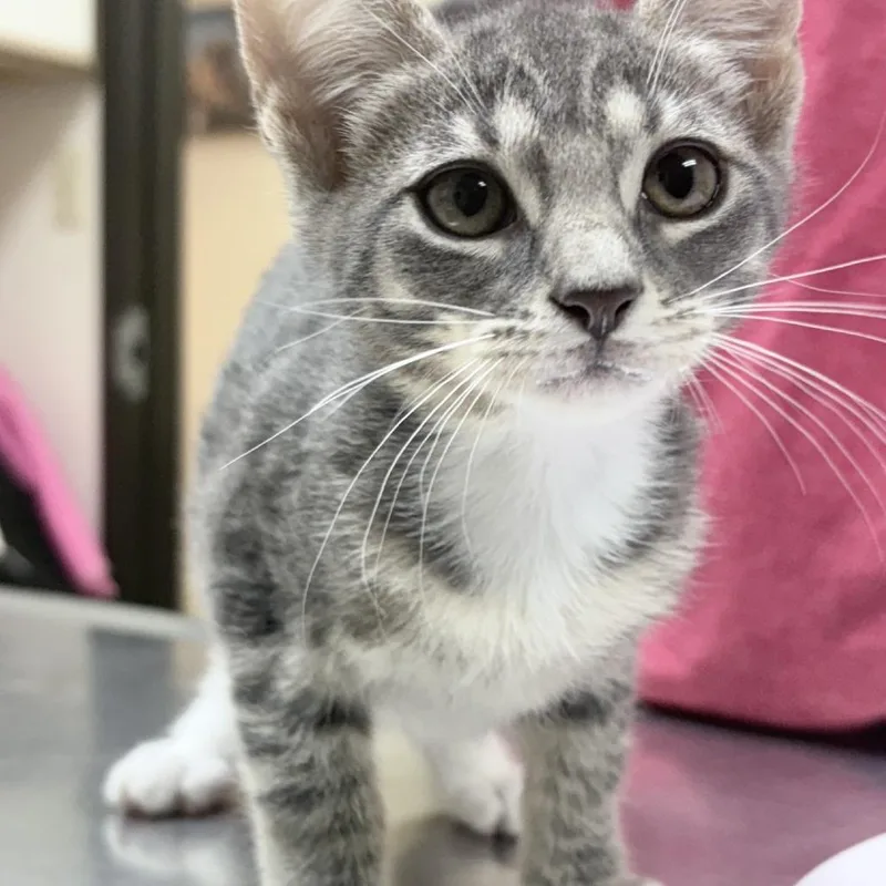 A baby small-sized female Gray / Blue / Silver Domestic Short Hair cat named Tabitha for adoption in Tyler, TX