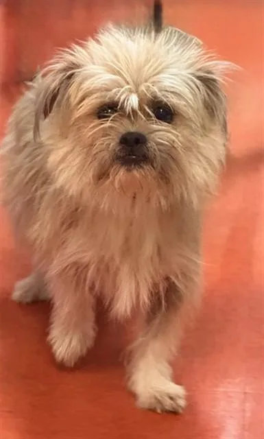 Scruffy