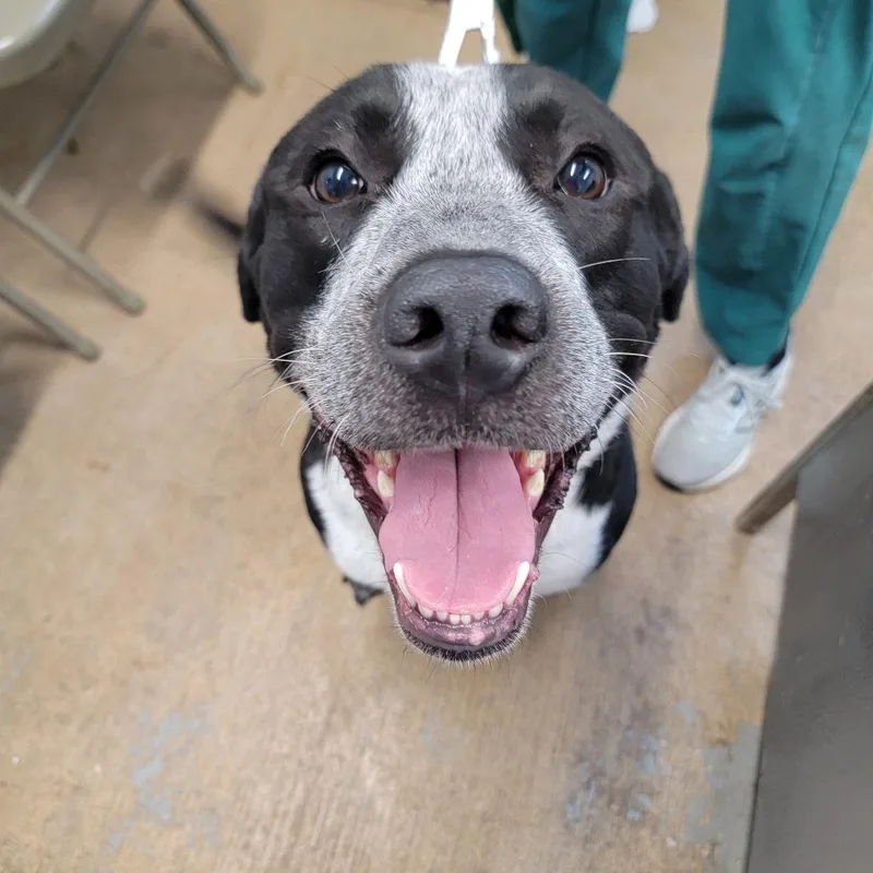 An adult large-sized male Black Mixed Breed dog named Sirius for adoption in Leander, TX