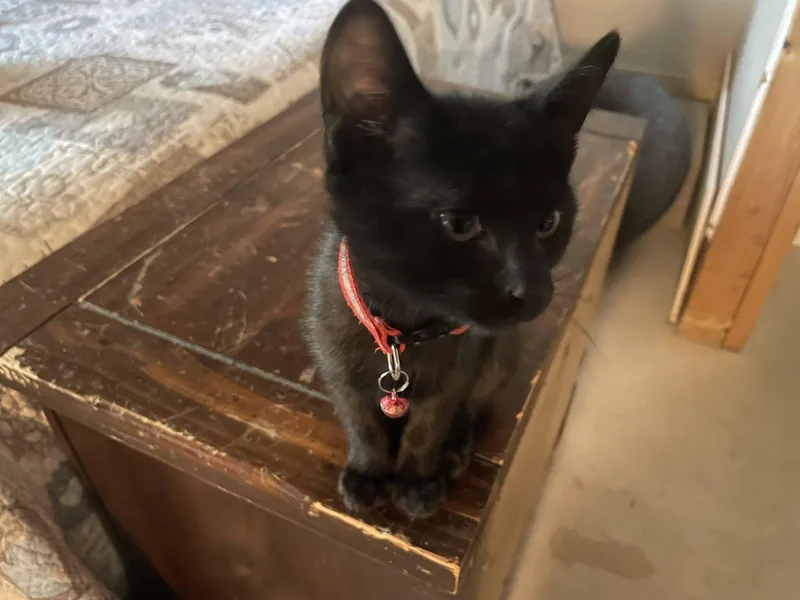 A baby medium-sized female Black Domestic Short Hair cat named Jasmine for adoption in Omaha, NE