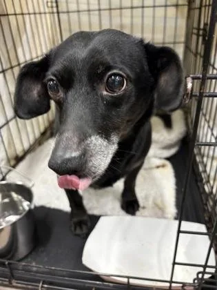 A young small-sized male Terrier dog named Nacho Fka Tommy for adoption in West Chester, PA