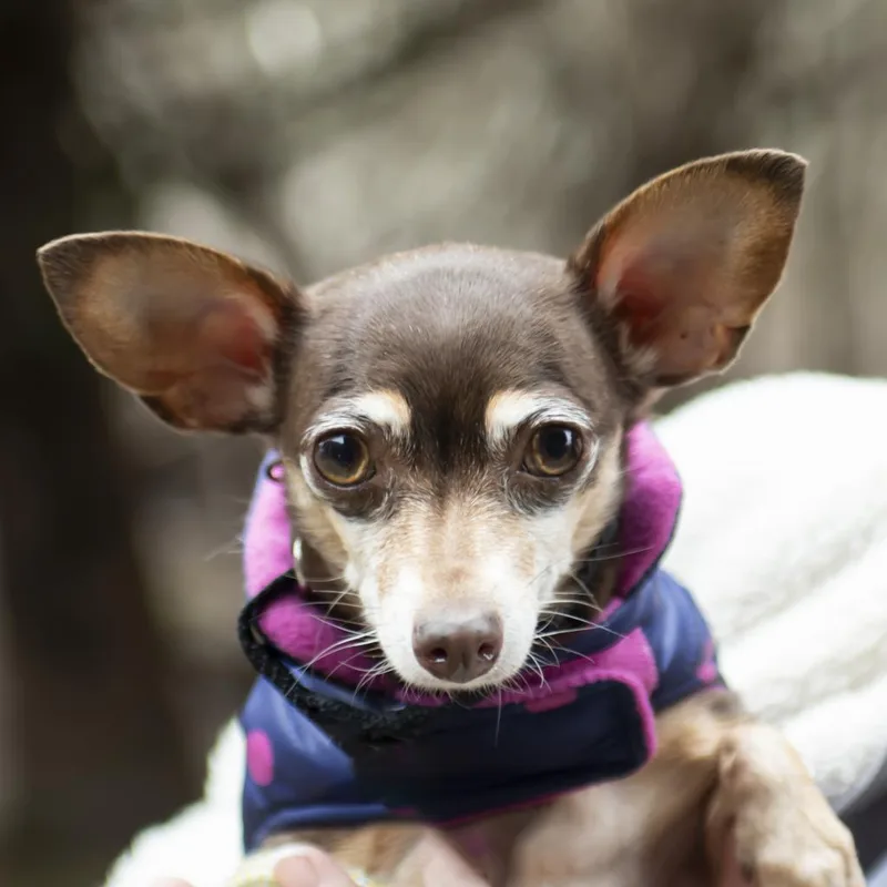 A senior small-sized female Brown / Chocolate Chihuahua dog named Peanut for adoption in Middletown, RI