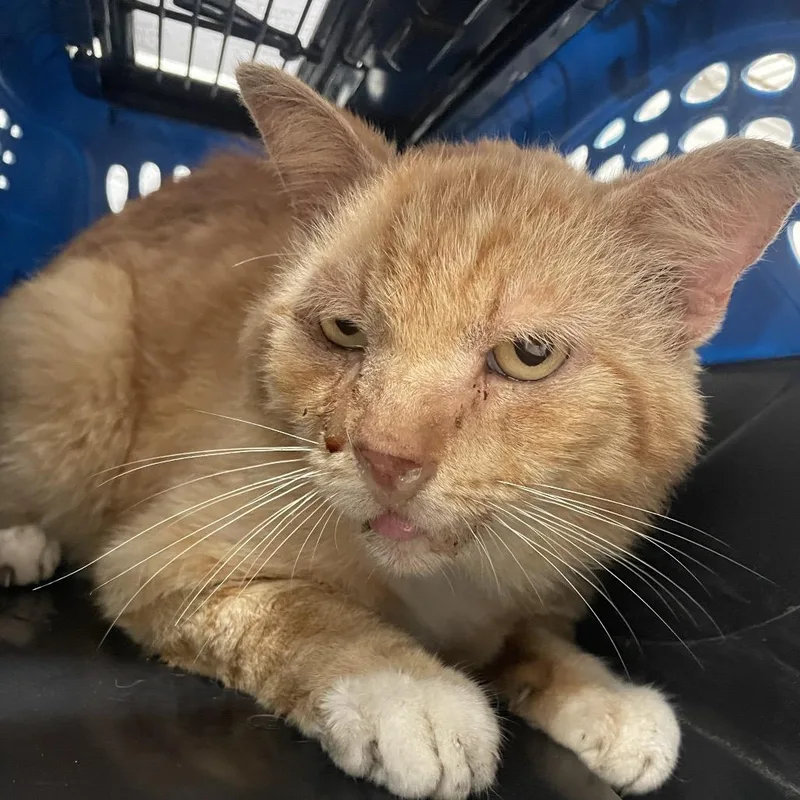 A senior large-sized male Orange / Red Domestic Short Hair cat named Cheddars for adoption in Edinburg, TX