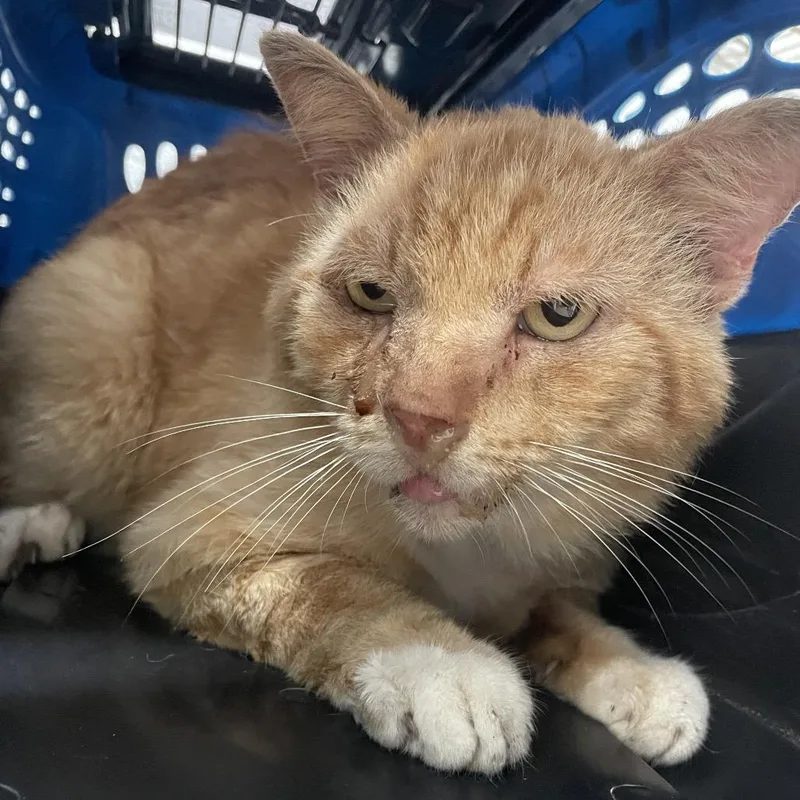 Cheddars thumbnail 2