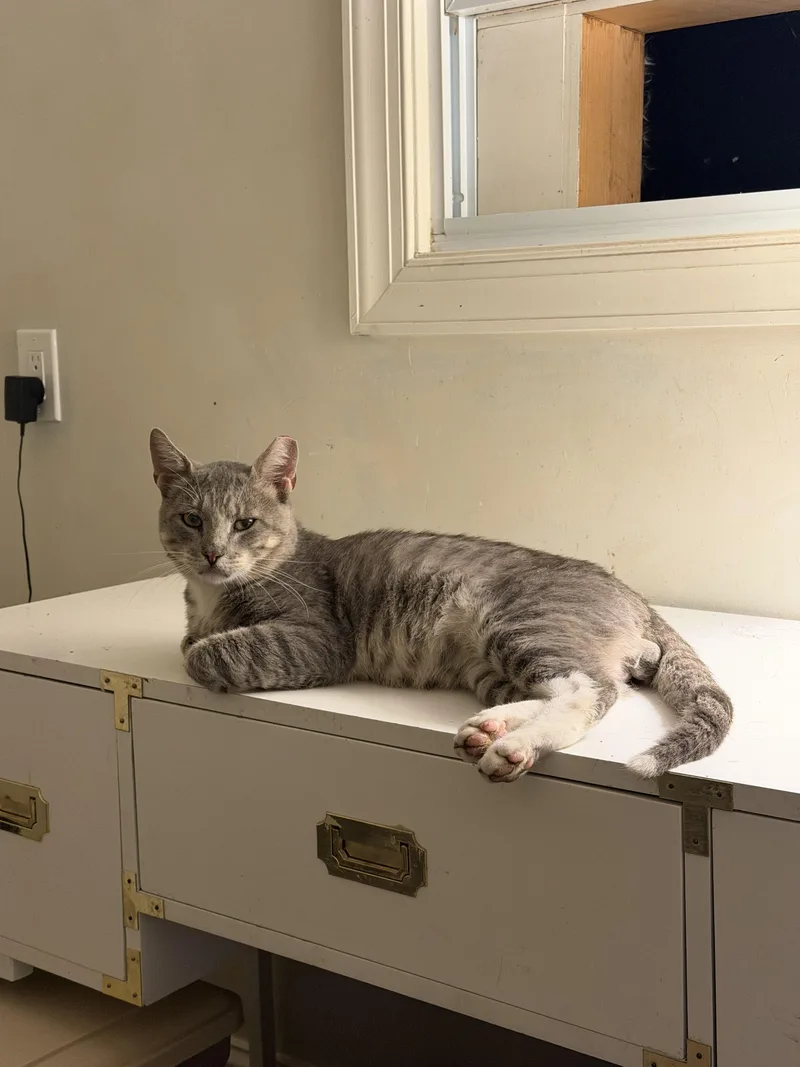 A young large-sized male Gray / Blue / Silver Tabby cat named Melchor for adoption in Brick, NJ
