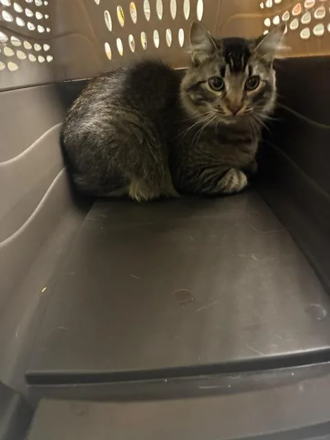 A young medium-sized male Domestic Long Hair cat named Marabou for adoption in Santa Cruz, CA