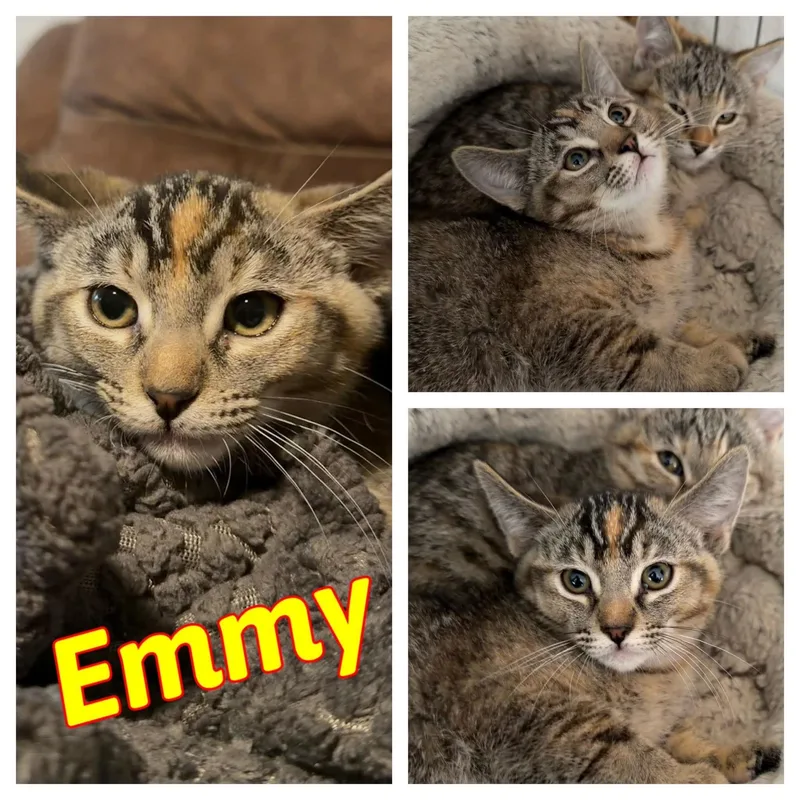 Emmy thumbnail 2