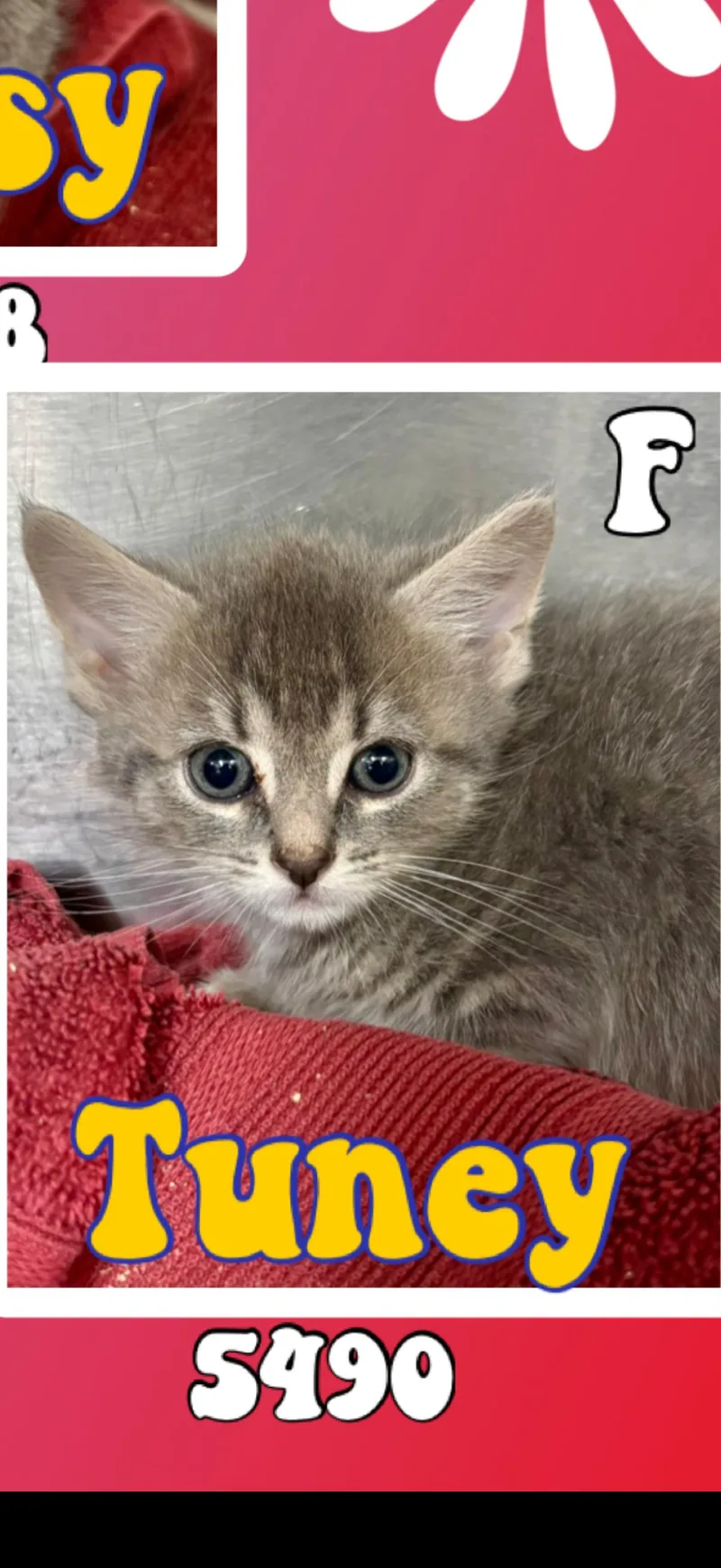 A baby medium-sized female Tabby (Gray / Blue / Silver) American Shorthair cat named Tuney for adoption in Marvin, NC