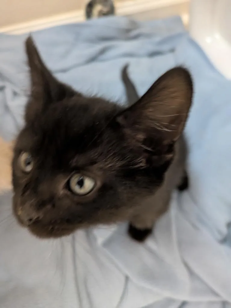 A baby small-sized male Domestic Short Hair cat named Asher M for adoption in Darien, GA