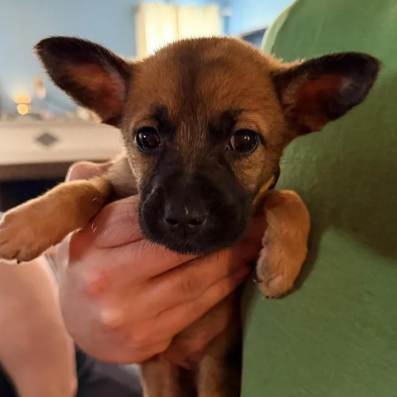 A baby medium-sized female Shepherd dog named Rey for adoption in Saint John, IN