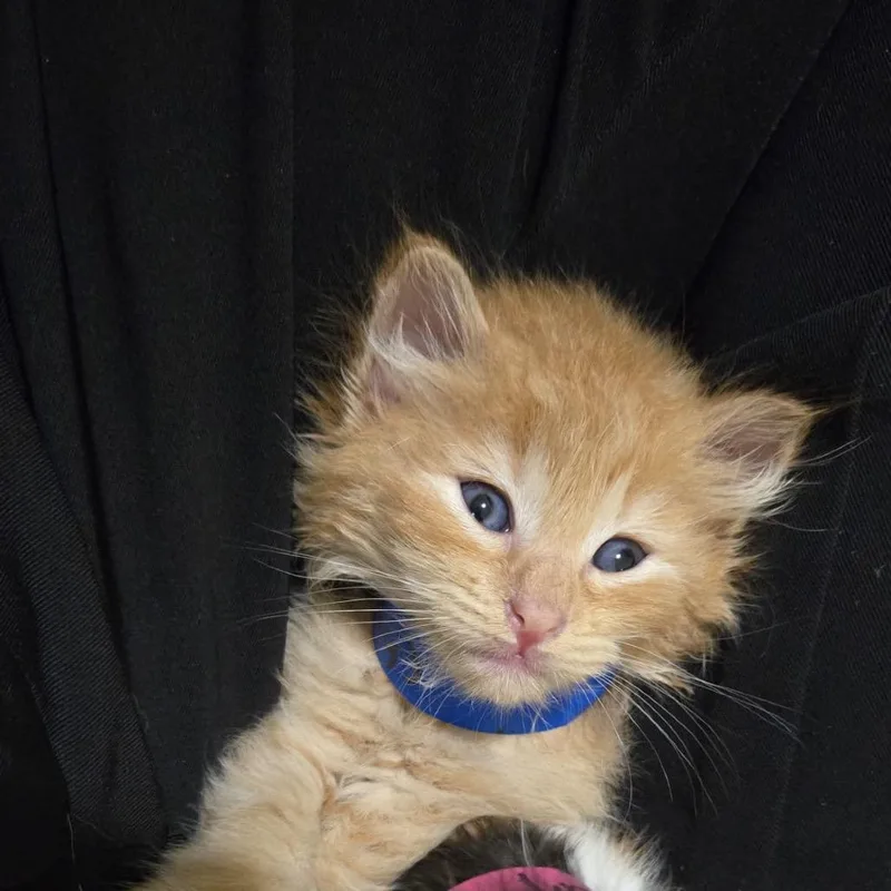 A baby small-sized male Buff / Tan / Fawn American Shorthair cat named Patricio for adoption in Guaynabo, PR