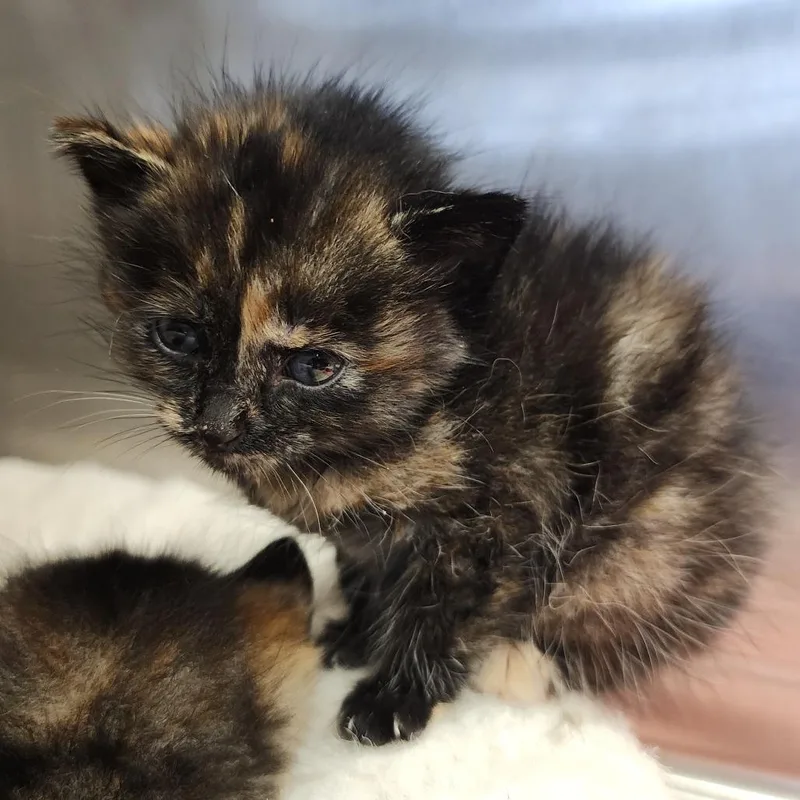 A baby small-sized female Tortoiseshell Domestic Short Hair cat named Rumi for adoption in Dixon, IL