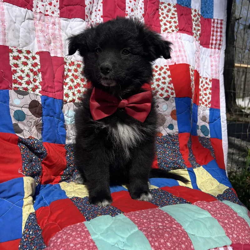 A baby small-sized male Black Pomeranian dog named Waffles for adoption in Sequatchie, TN