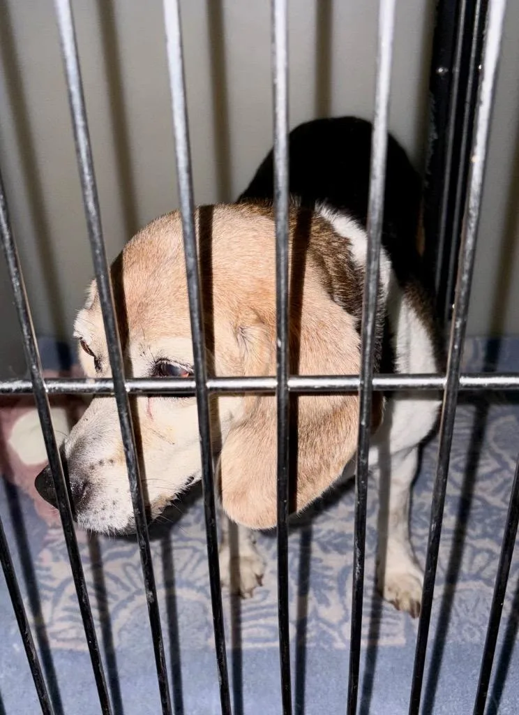 A senior medium-sized female Beagle dog named Wendy for adoption in Douglasville, GA