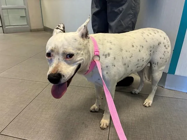 An adult large-sized female Pit Bull Terrier dog named Unknown for adoption in Rancho Cucamonga, CA
