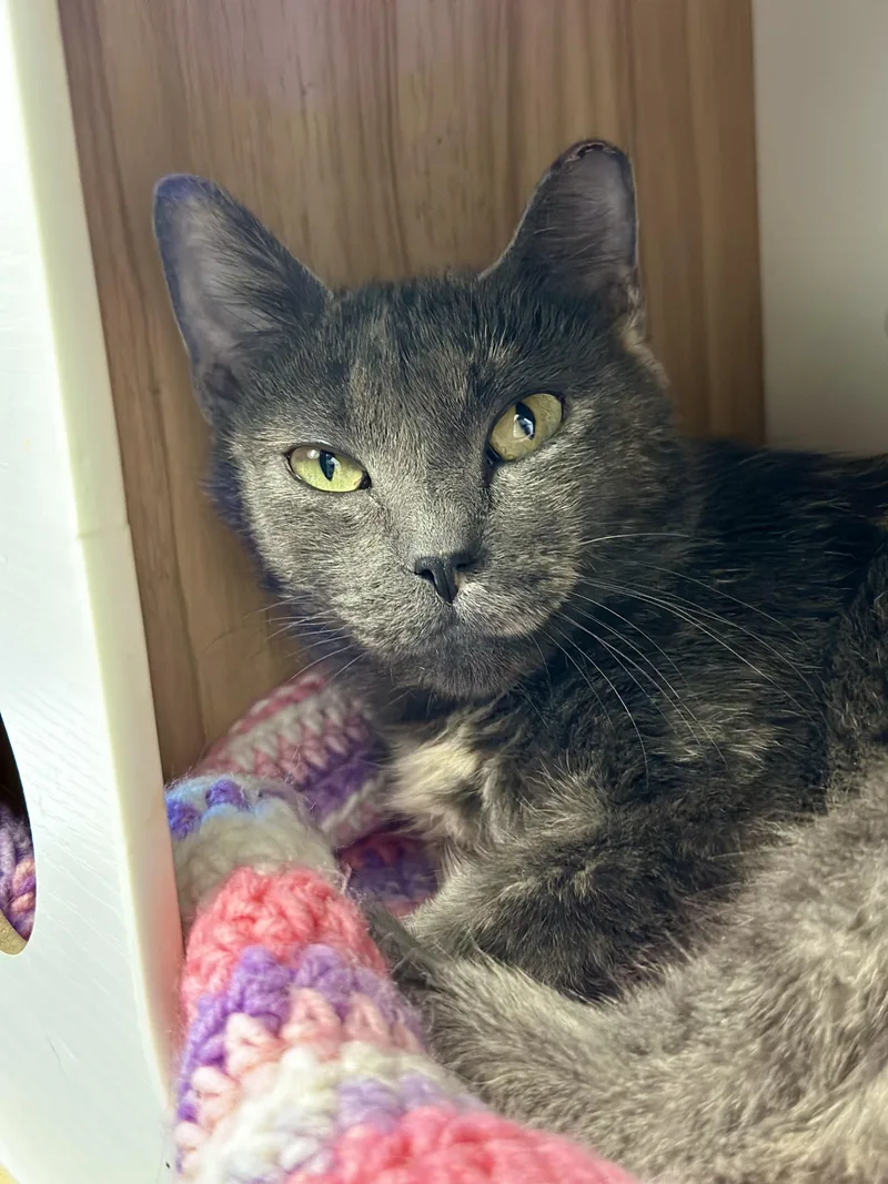 An adult medium-sized male Dilute Tortoiseshell Domestic Short Hair cat named FlipFlop for adoption in Faribault, MN