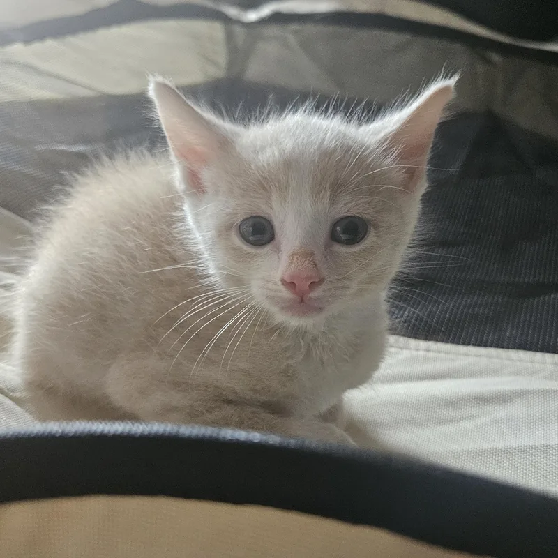 A baby small-sized female Domestic Short Hair cat named Ositah for adoption in Miami, FL