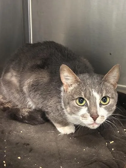 An adult medium-sized female Domestic Short Hair cat named Misty for adoption in West Chester, PA