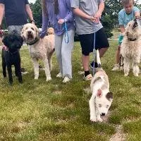 A baby medium-sized male Hound dog named Dino for adoption in Monticello, NY
