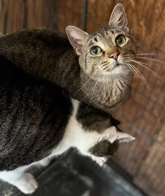 An adult medium-sized male Tabby (Brown / Chocolate) Tabby cat named Aaron Loyal Buddy for adoption in Jackson, GA