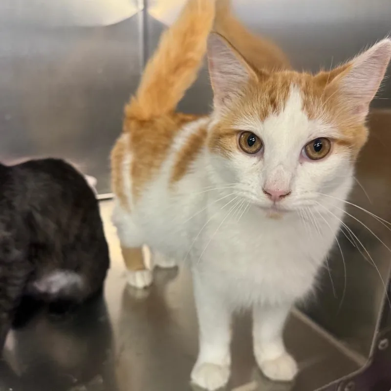 A young medium-sized male Domestic Medium Hair cat named Benny for adoption in Spokane, WA