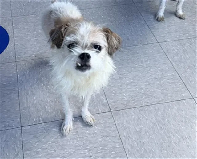 An adult small-sized male Terrier dog named Fester for adoption in Bakersfield, CA