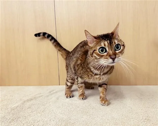 A senior small-sized female Domestic Short Hair cat named Ellie for adoption in Saint Louis, MO