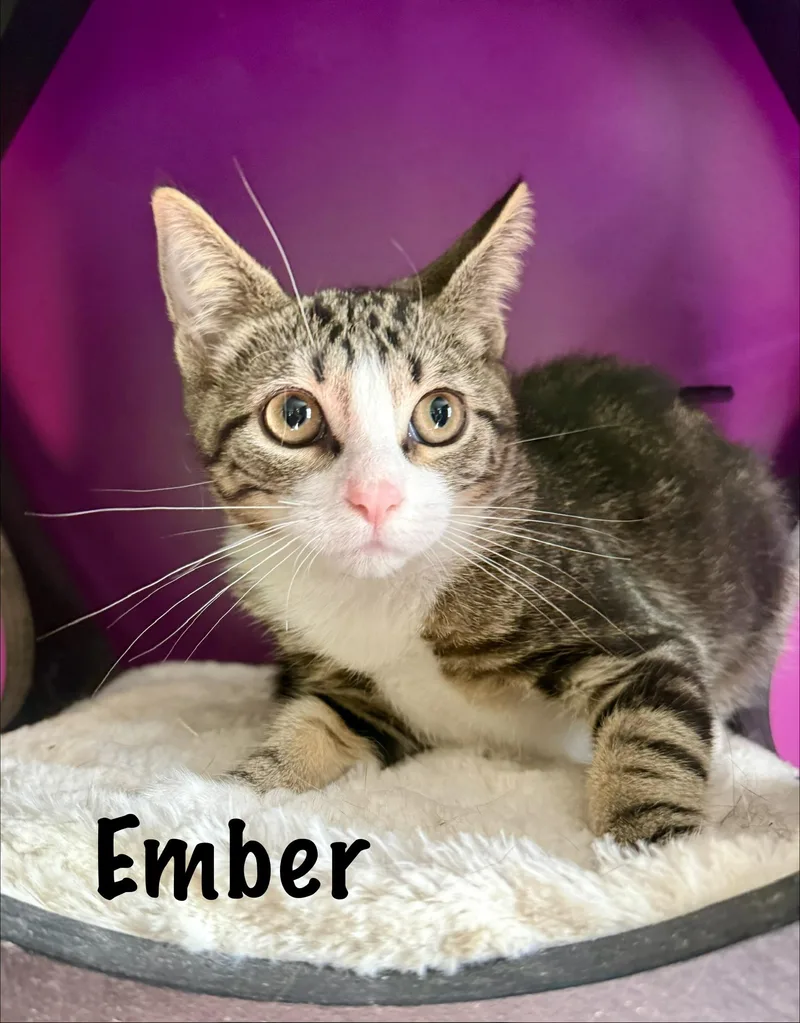 A baby medium-sized female Tabby (Gray / Blue / Silver) Domestic Short Hair cat named Ember for adoption in Frewsburg, NY