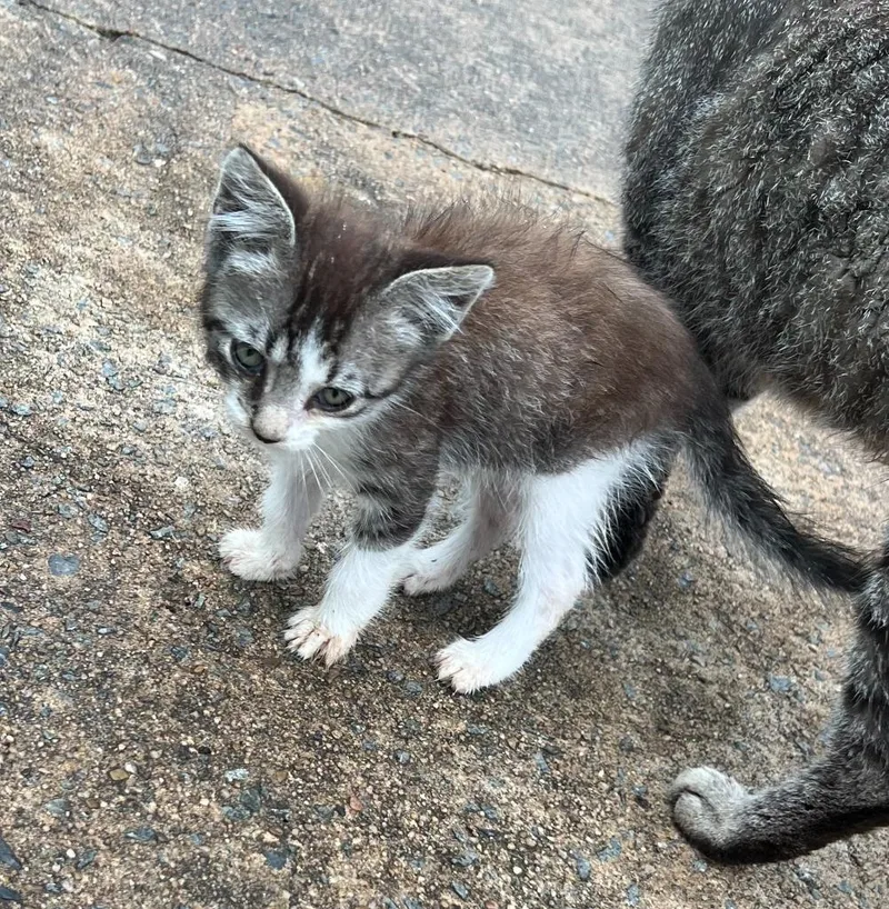 A baby medium-sized male Domestic Short Hair cat named Bowie for adoption in Little Rock, AR
