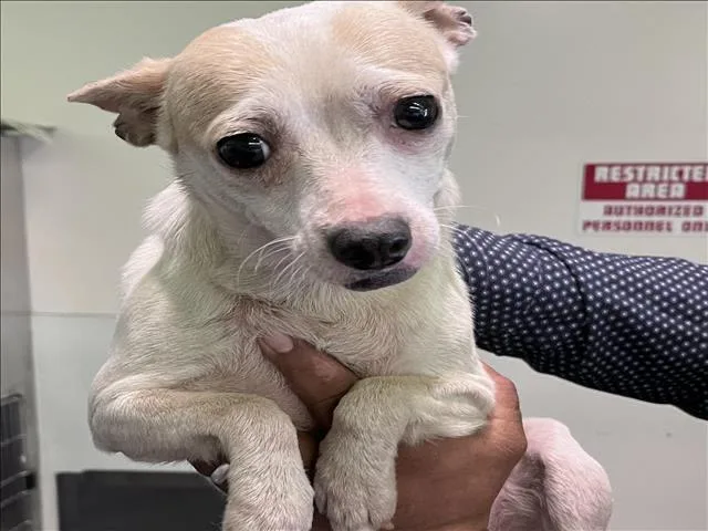 A young small-sized female Chihuahua dog named Blanca for adoption in Los Angeles, CA