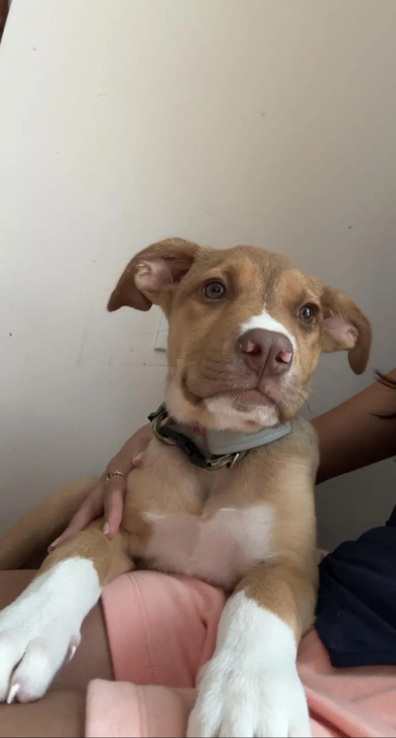 A baby medium-sized male Staffordshire Bull Terrier dog named Lucky for adoption in Oxford, MI