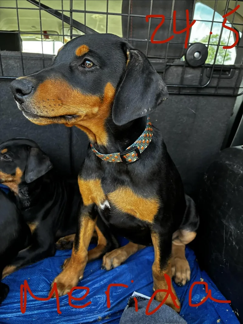 A baby medium-sized female Doberman Pinscher dog named Merida for adoption in Phoenix, AZ