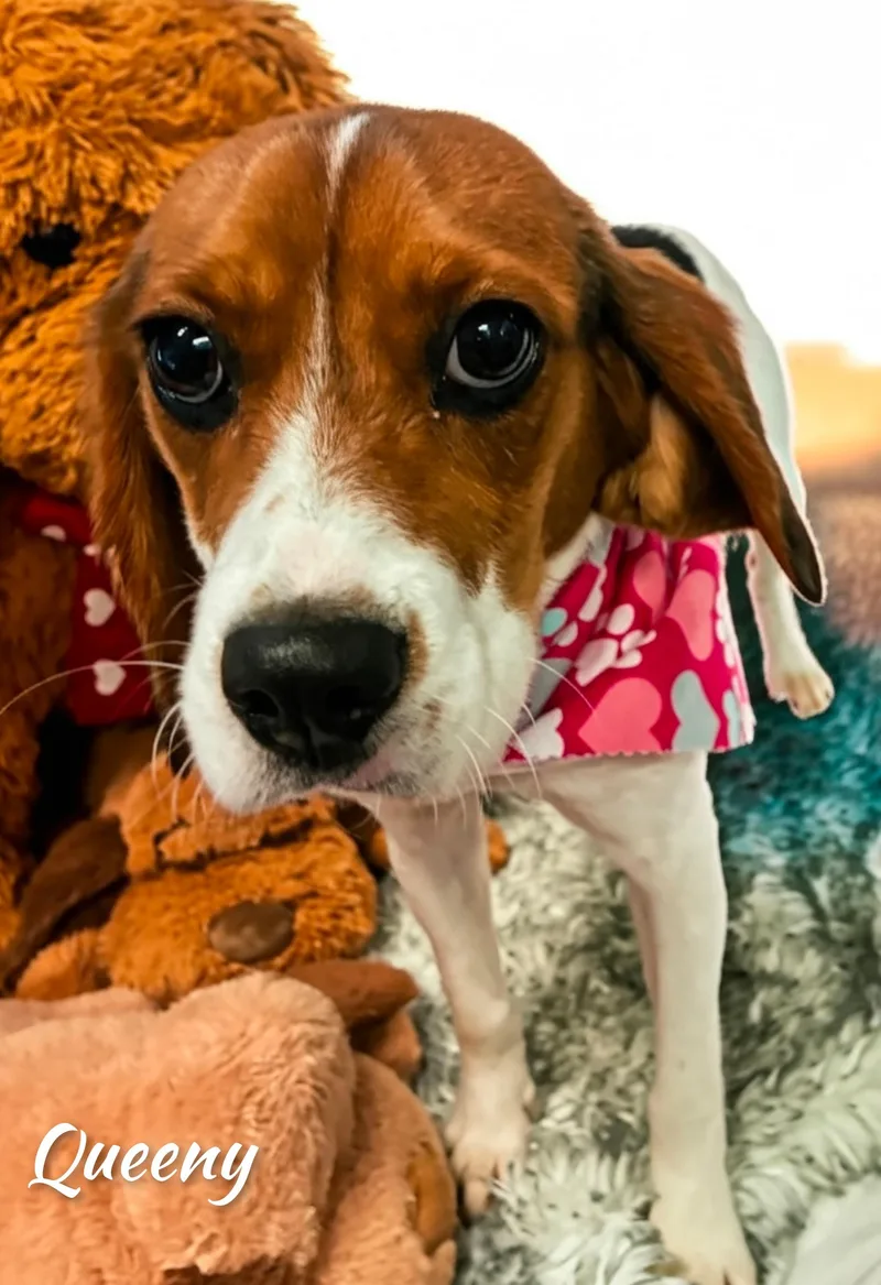 A baby small-sized female Cavalier King Charles Spaniel dog named Queeny for adoption in Fredericksburg, VA