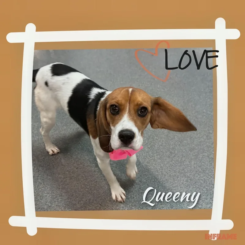 Queeny thumbnail 2