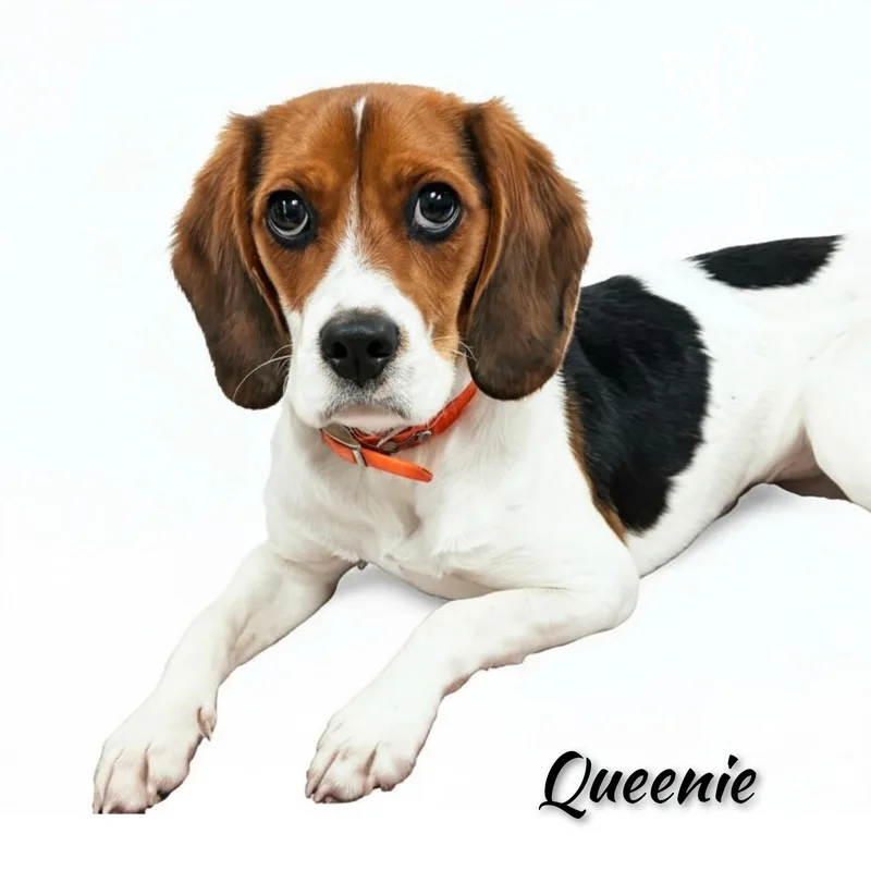 Queeny thumbnail 3