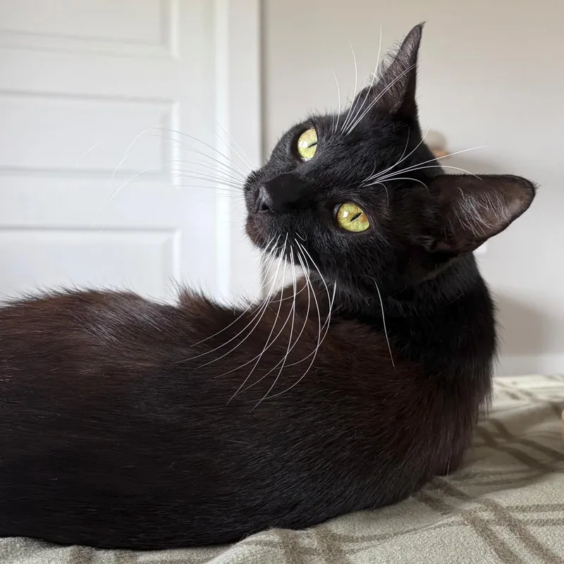 An adult medium-sized female Black Domestic Short Hair cat named Jazlyn for adoption in San Antonio, TX