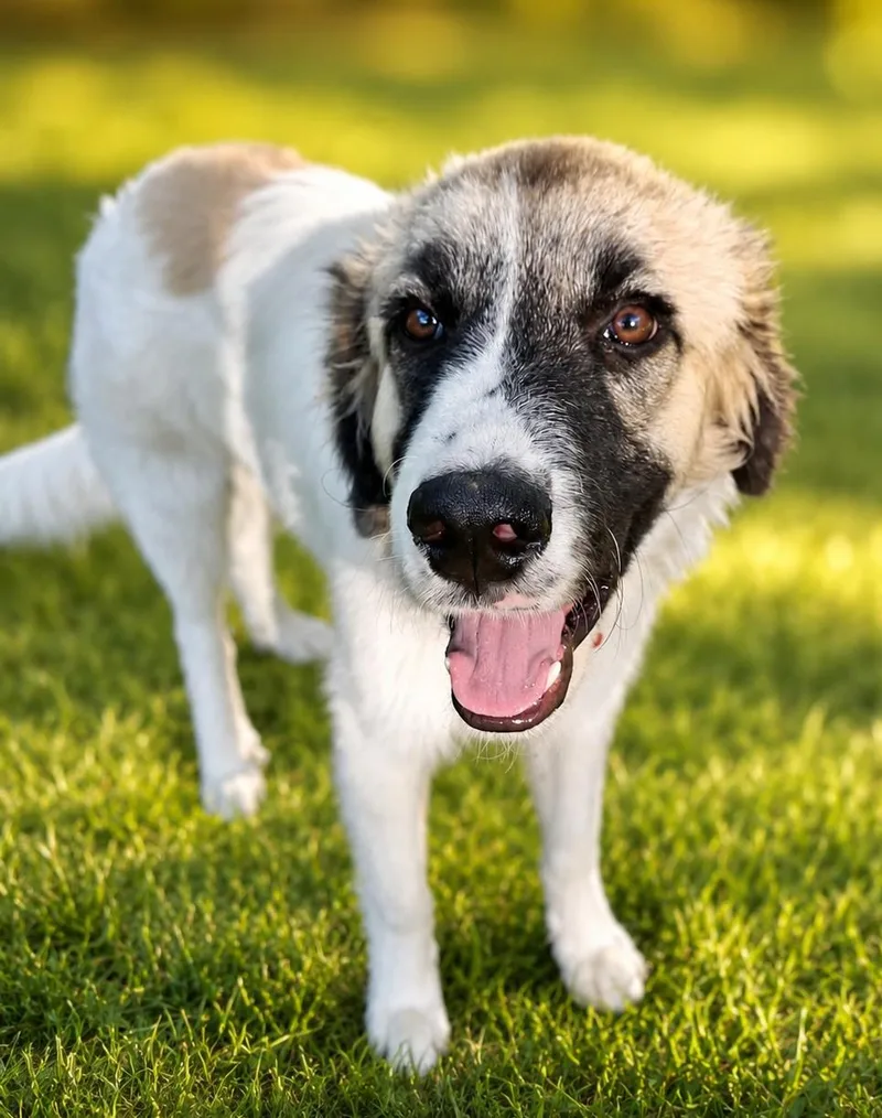 A baby medium-sized male White / Cream Great Pyrenees dog named Braden for adoption in Kiowa, OK