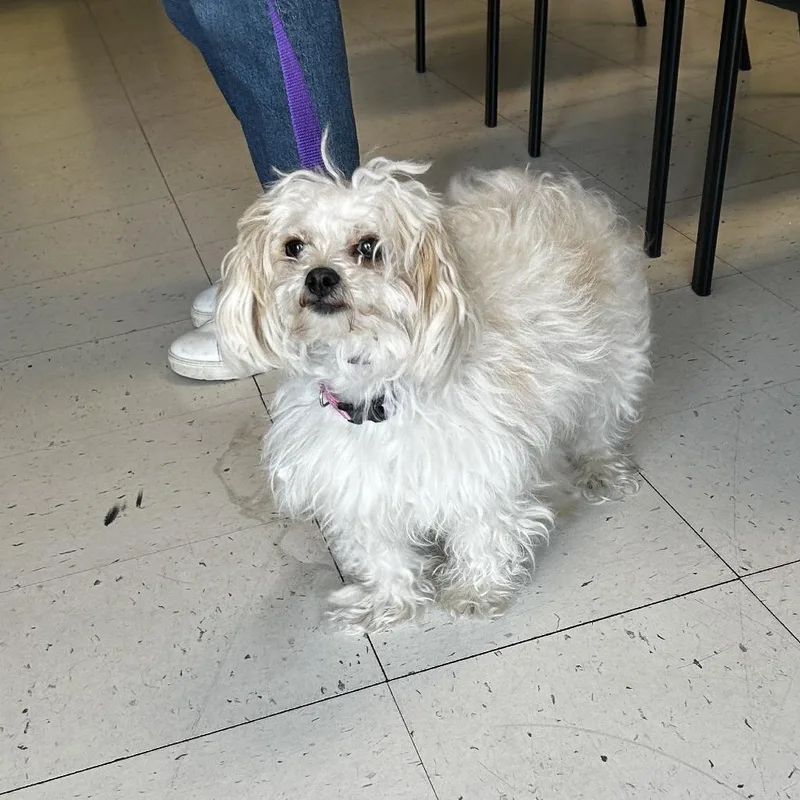 An adult small-sized female White / Cream Mixed Breed dog named Cupcake for adoption in Davenport, IA