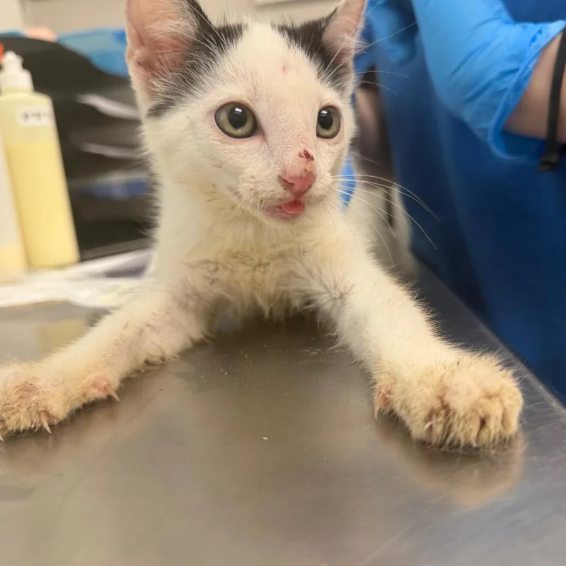 A baby small-sized male Domestic Short Hair cat named Cheesecake Charlie for adoption in Columbiana, AL