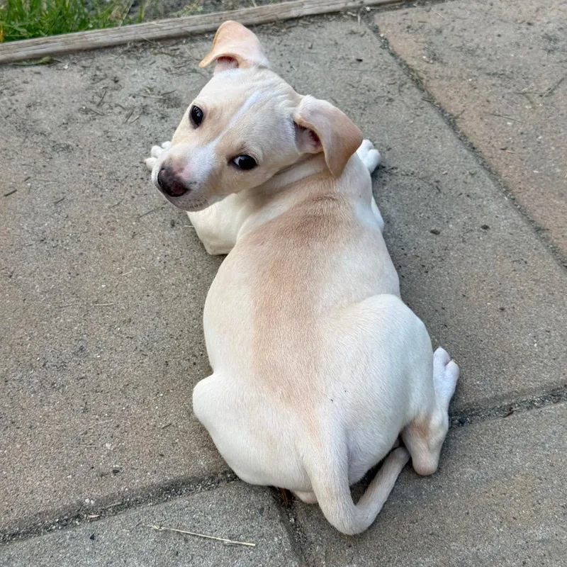 Taz