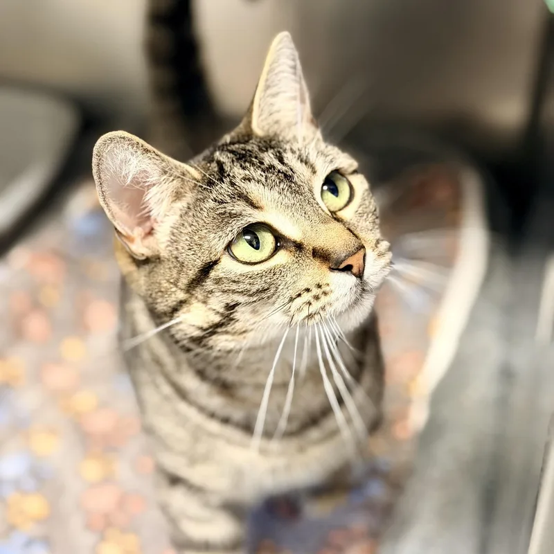 An adult medium-sized female Tabby (Brown / Chocolate) Domestic Short Hair cat named Gracie for adoption in Manahawkin, NJ